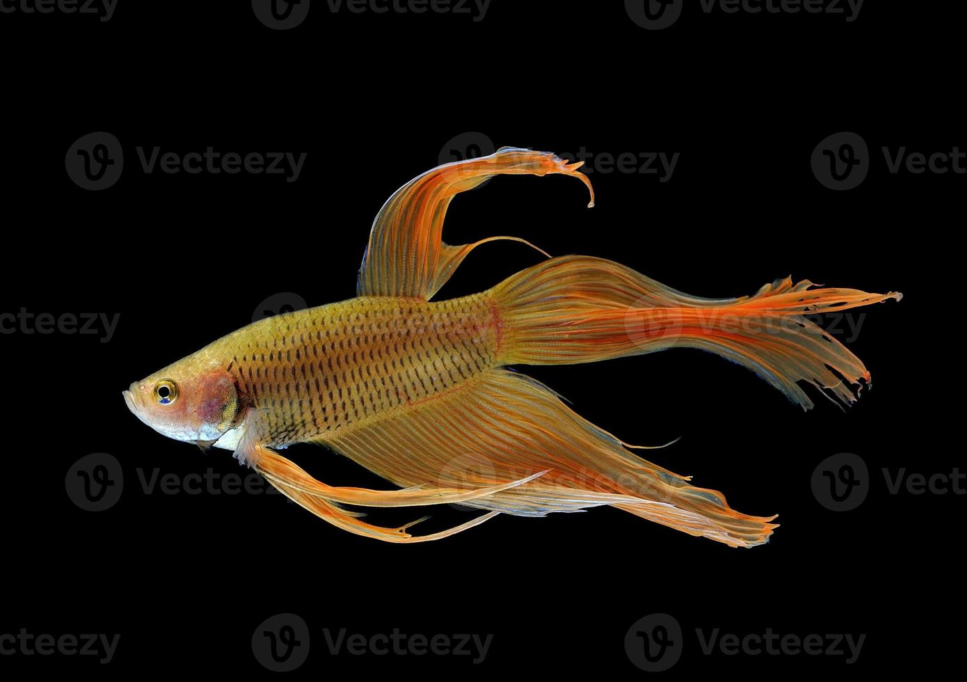 betta fish isolated on white background photo