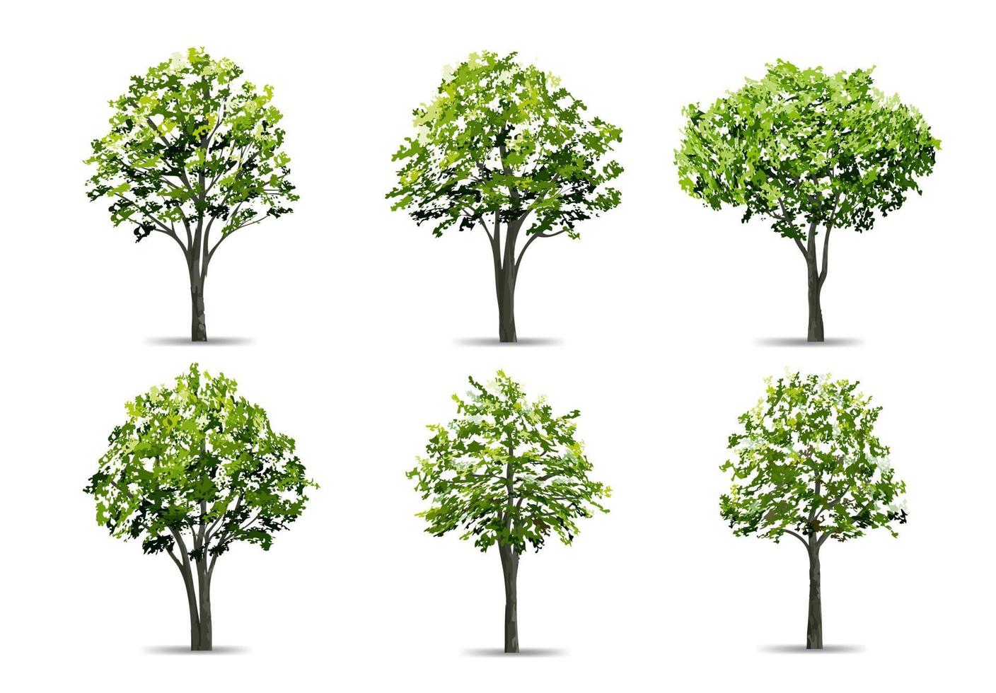 colección de árbol realista aislado sobre fondo blanco. objeto natural para el diseño de paisajes, parques y gráficos al aire libre. vector. vector