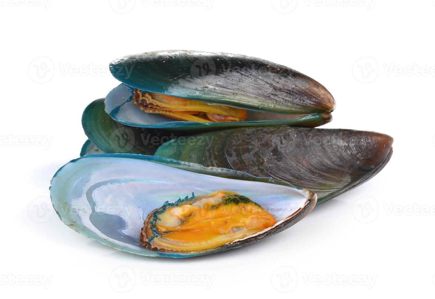 mussel on white background photo