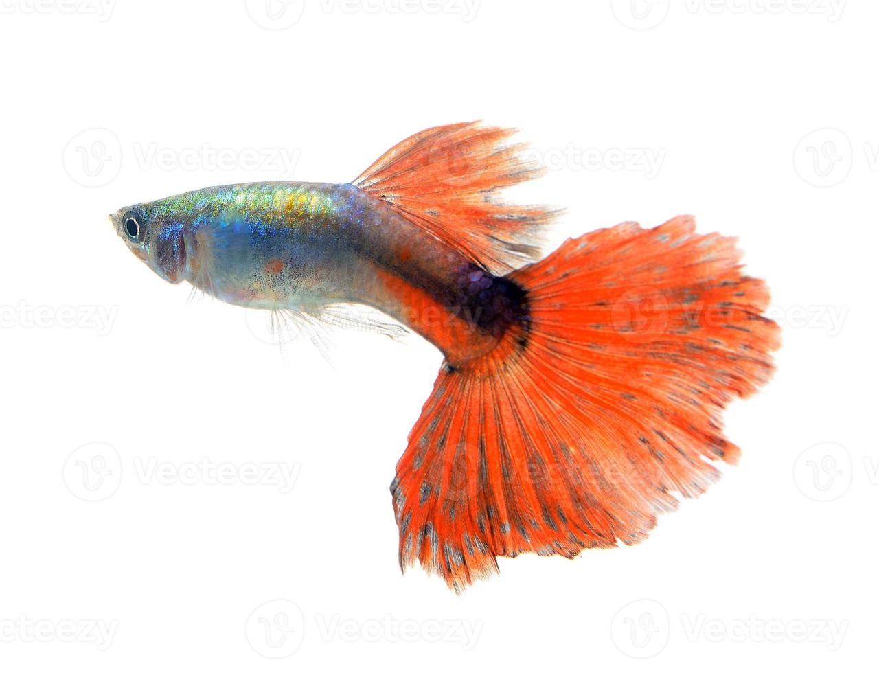 hermoso guppy aislado sobre fondo negro foto