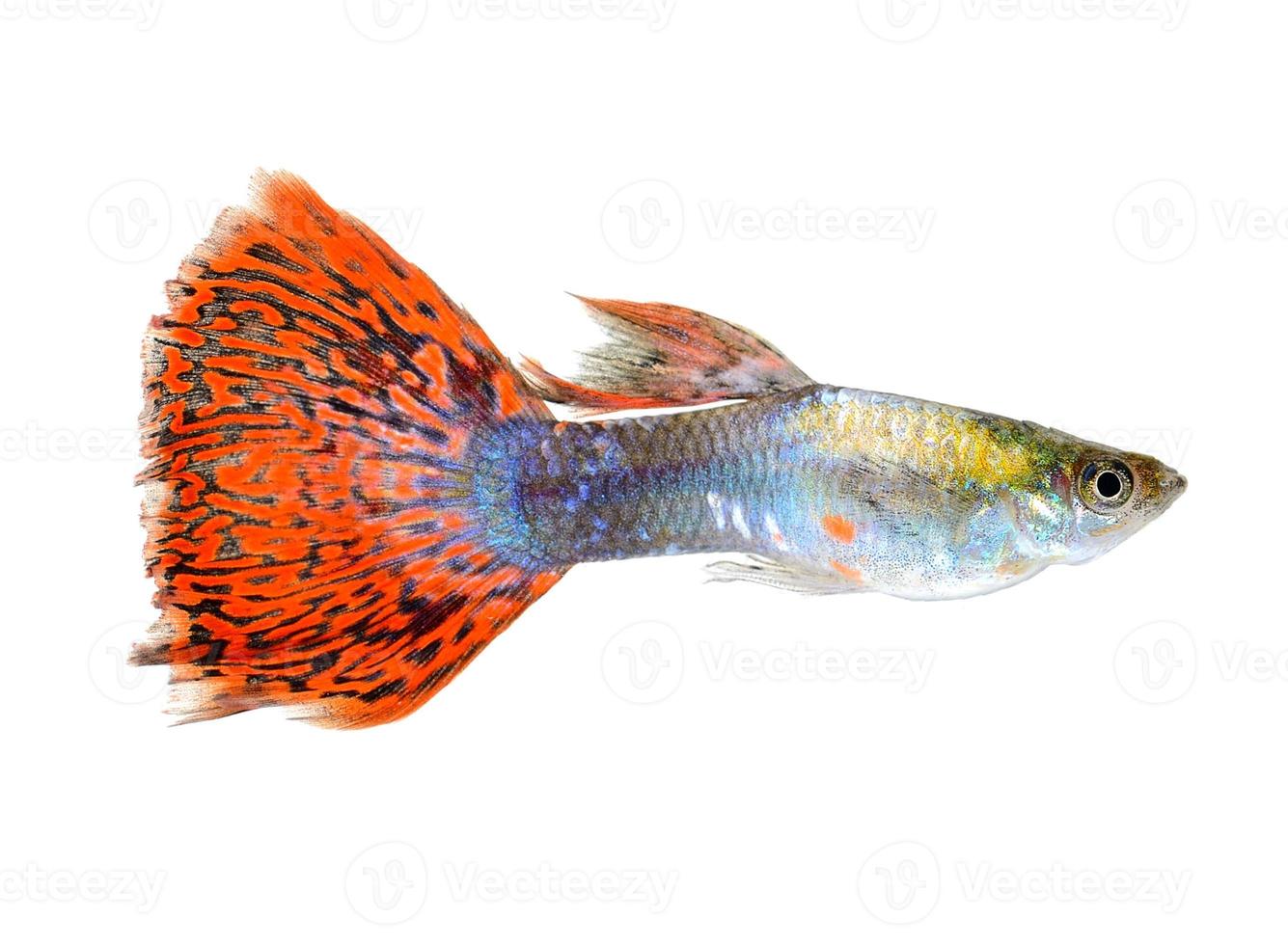 guppy fish isolated on white background photo