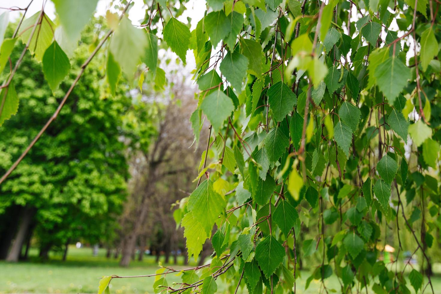 primavera primeras hojas de abedul verde fresco. foto