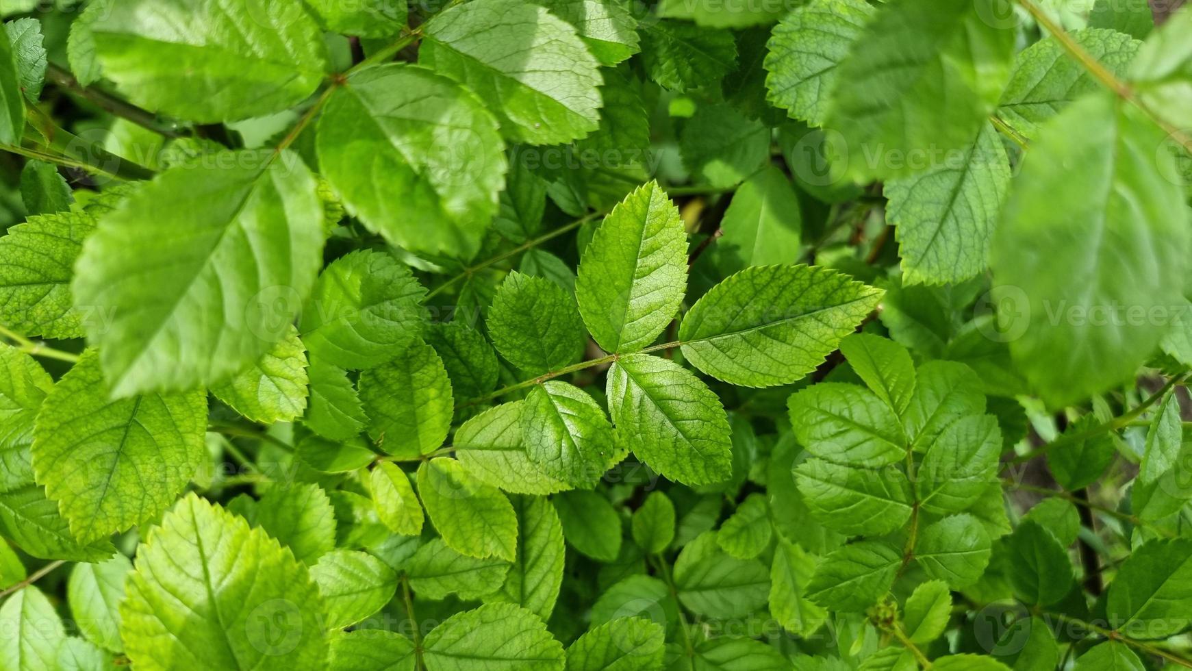 hojas verdes de un rosal. foto