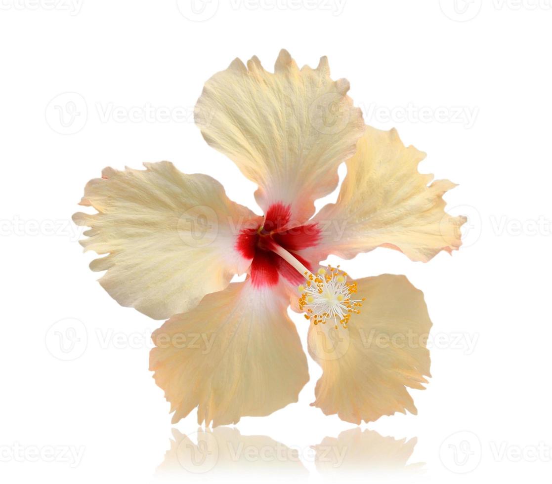 flower isolated on white background photo