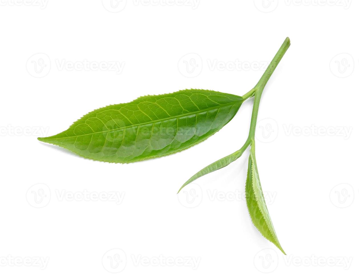 tea leaf isolated on white background photo