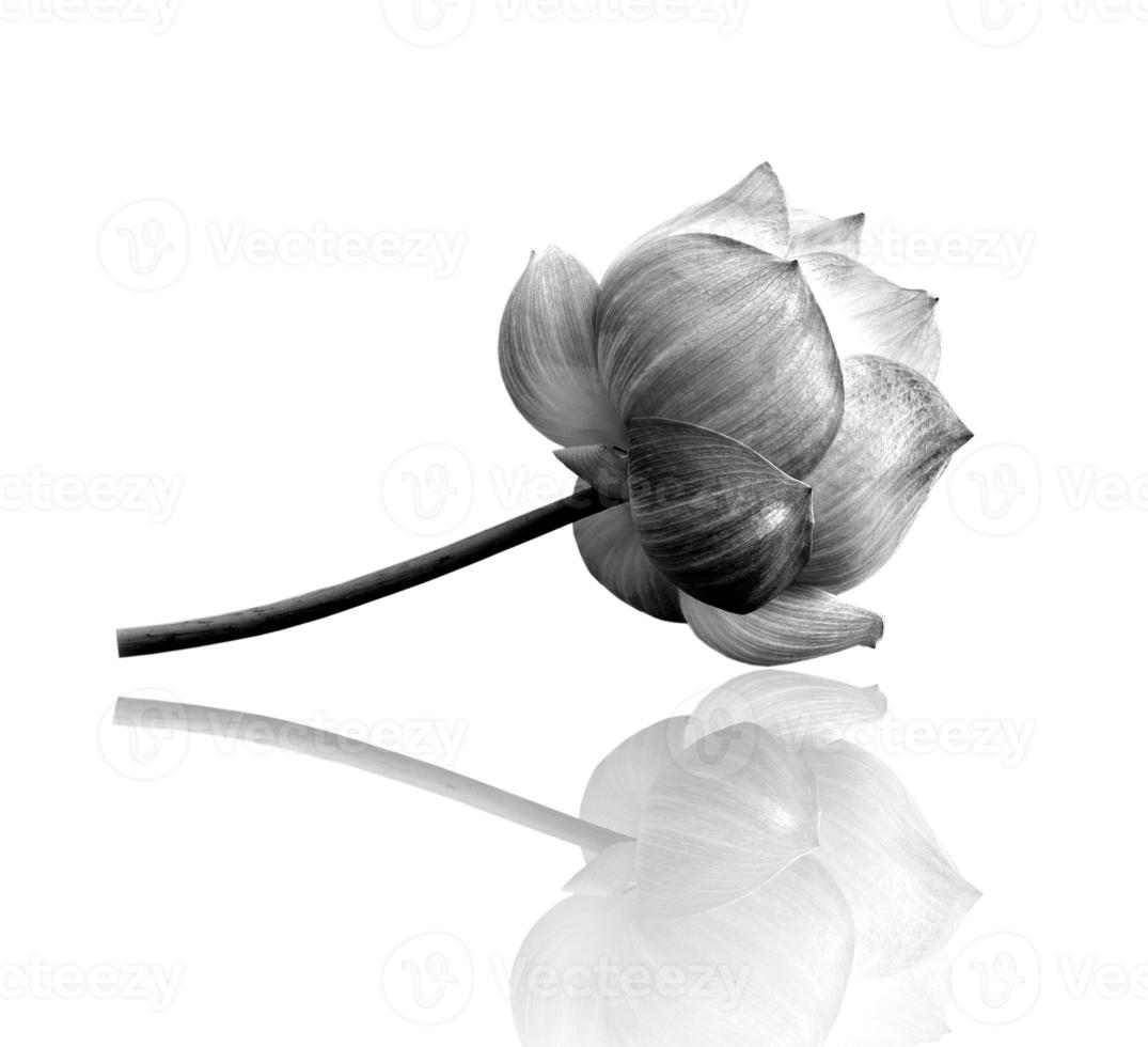 Lotus flower in black and white photo