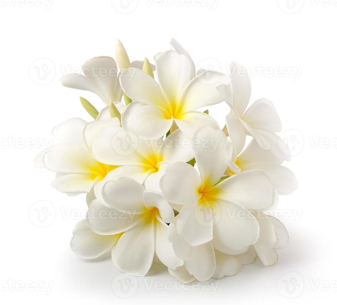 Flor de frangipani aislado en blanco sobre fondo blanco. foto