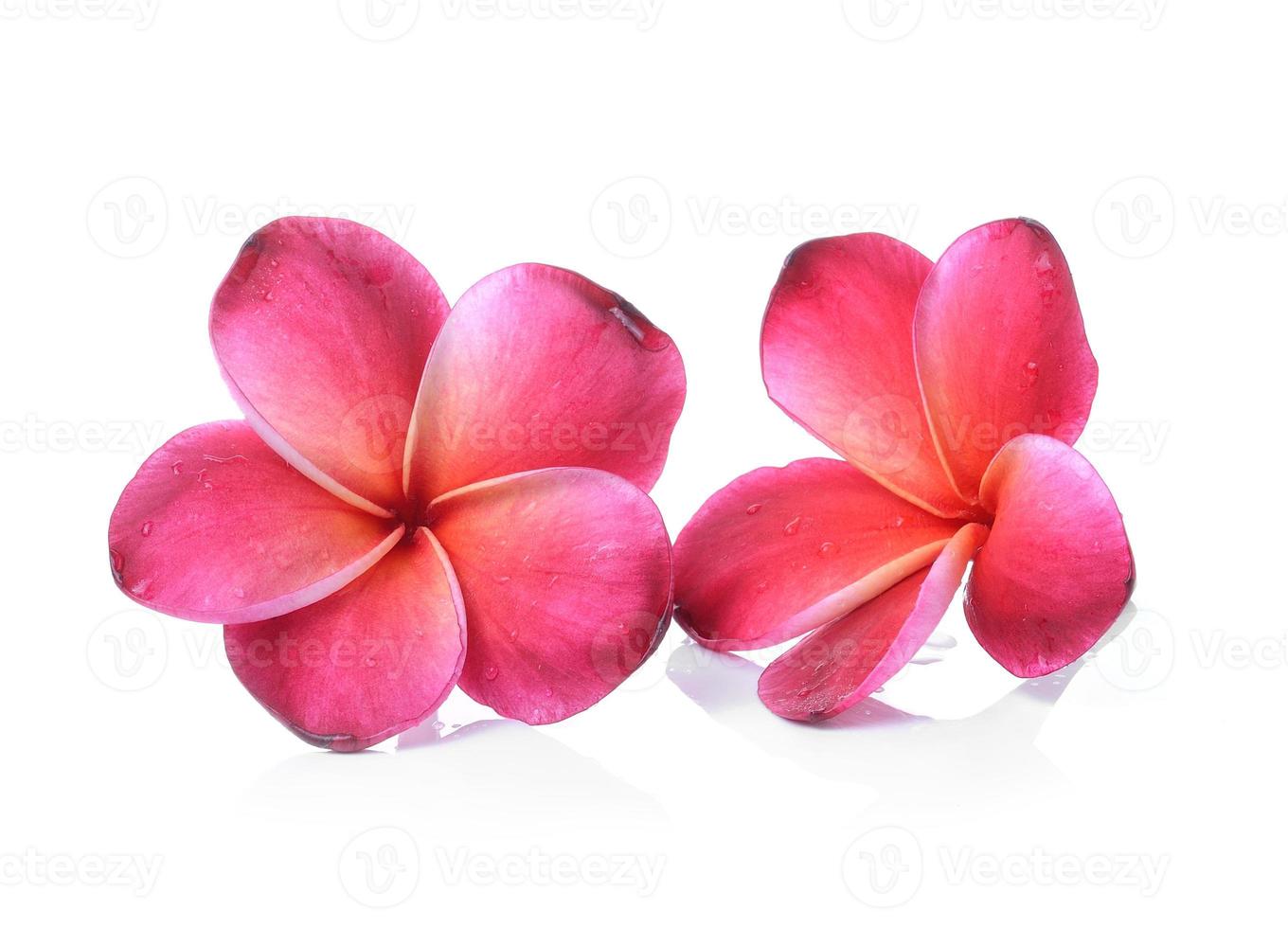 Frangipani flower isolated on white background photo