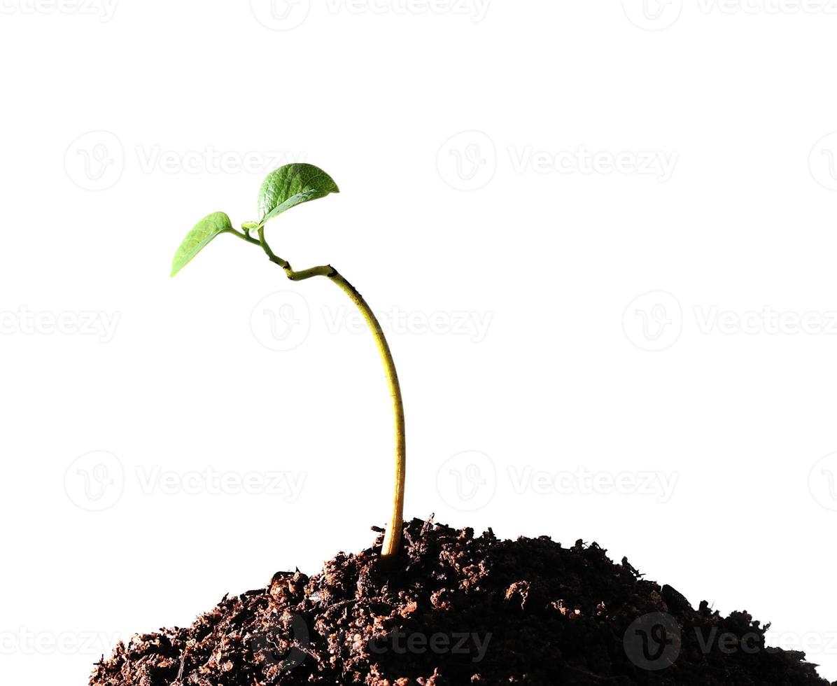 planta joven aislado sobre fondo blanco foto