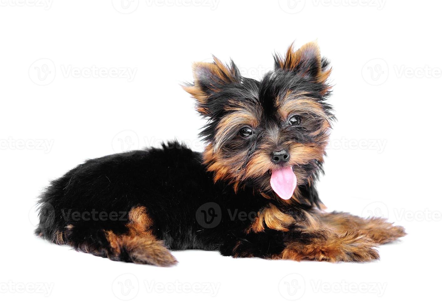 Yorkshire Terrier delante de un fondo blanco. foto