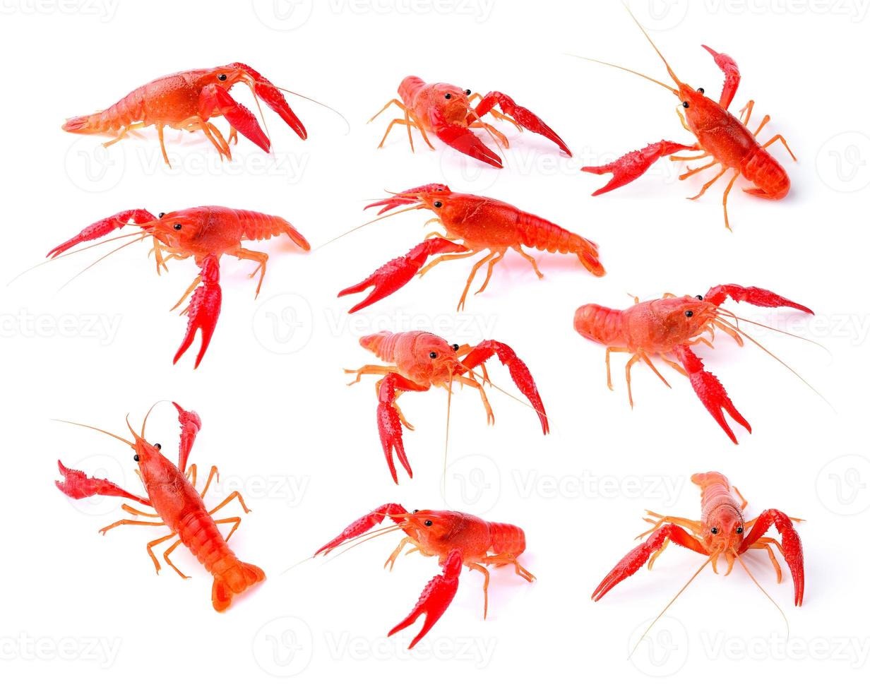 Red crawfish on white background photo