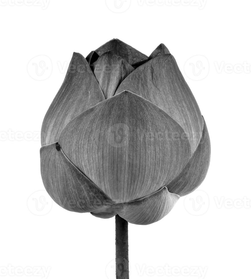 Flor de loto en blanco y negro aislado sobre fondo blanco. foto