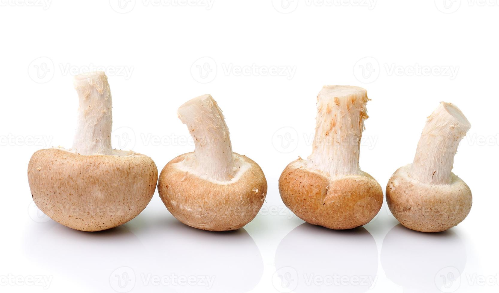 mushroom isolated on white background photo