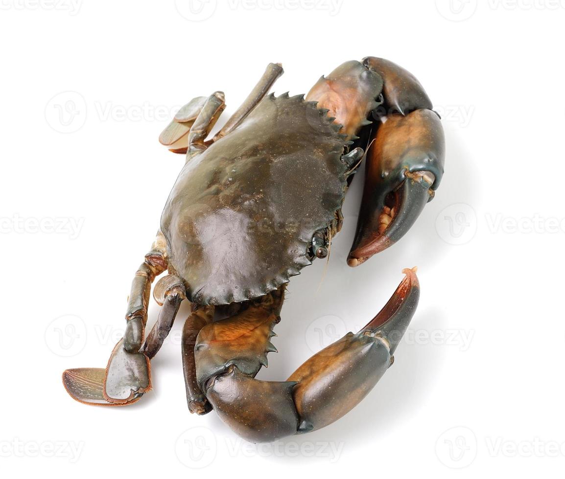 sea crab isolated on white background photo