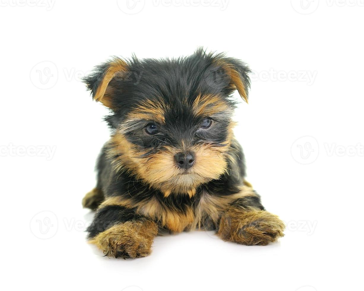 Yorkshire Terrier delante de un fondo blanco. foto