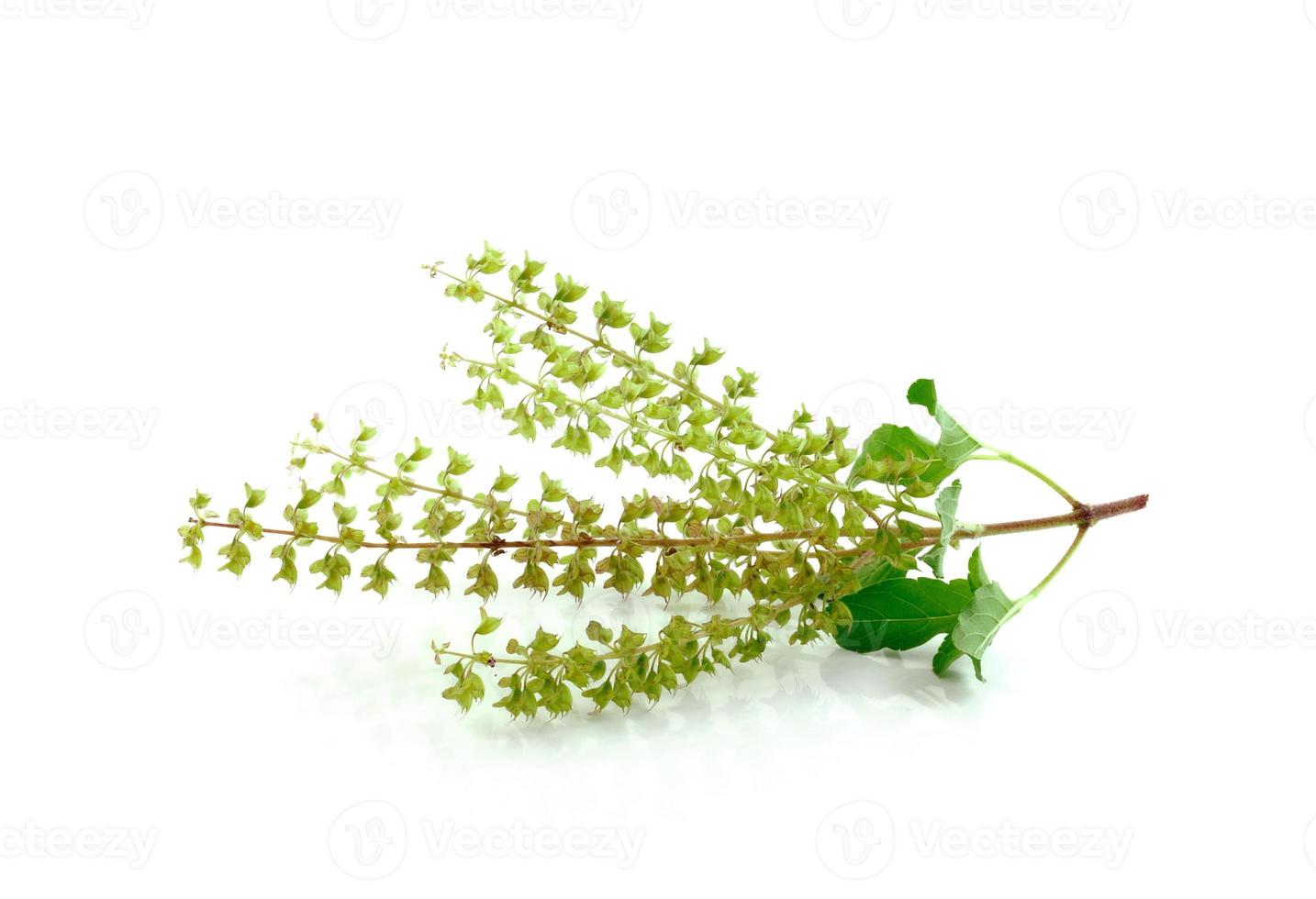 Basil flower on white background photo