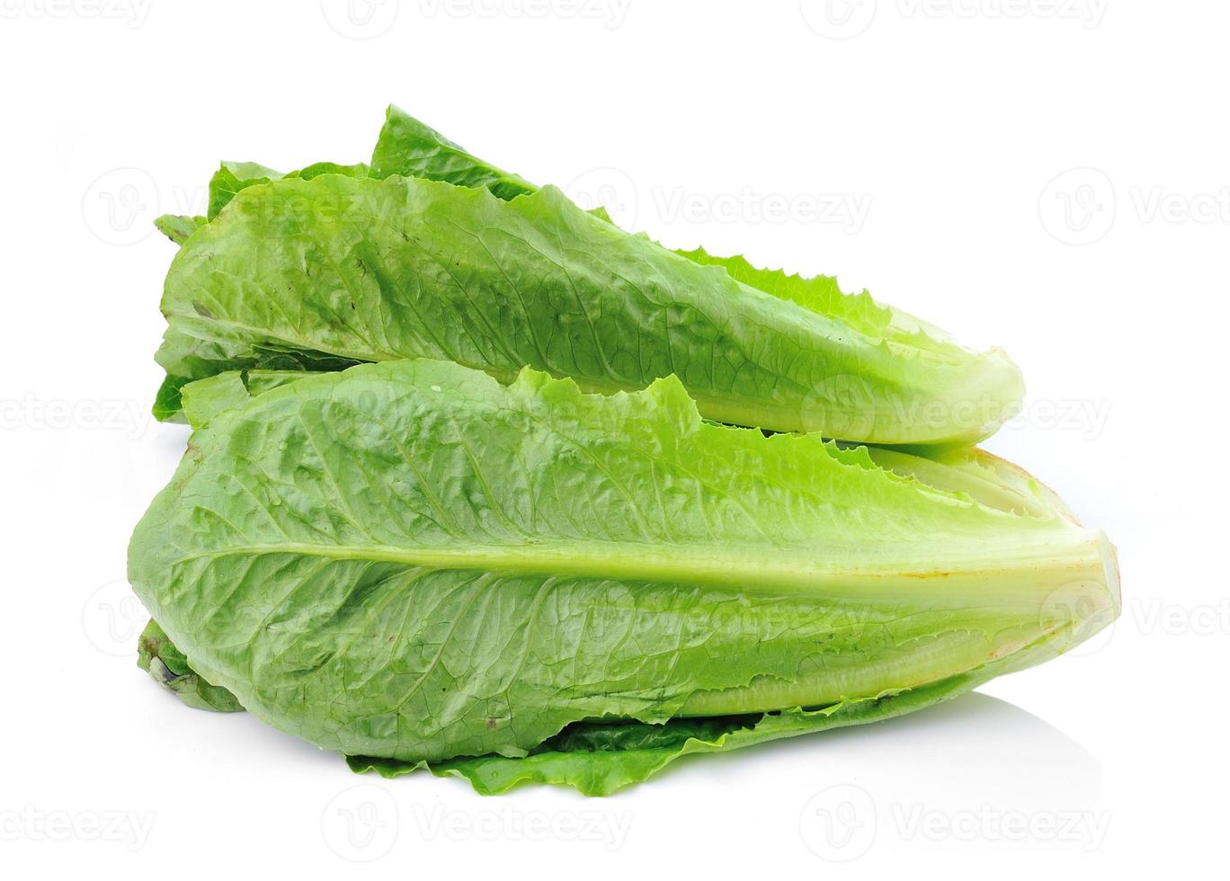 Cos Lettuce on White Background photo