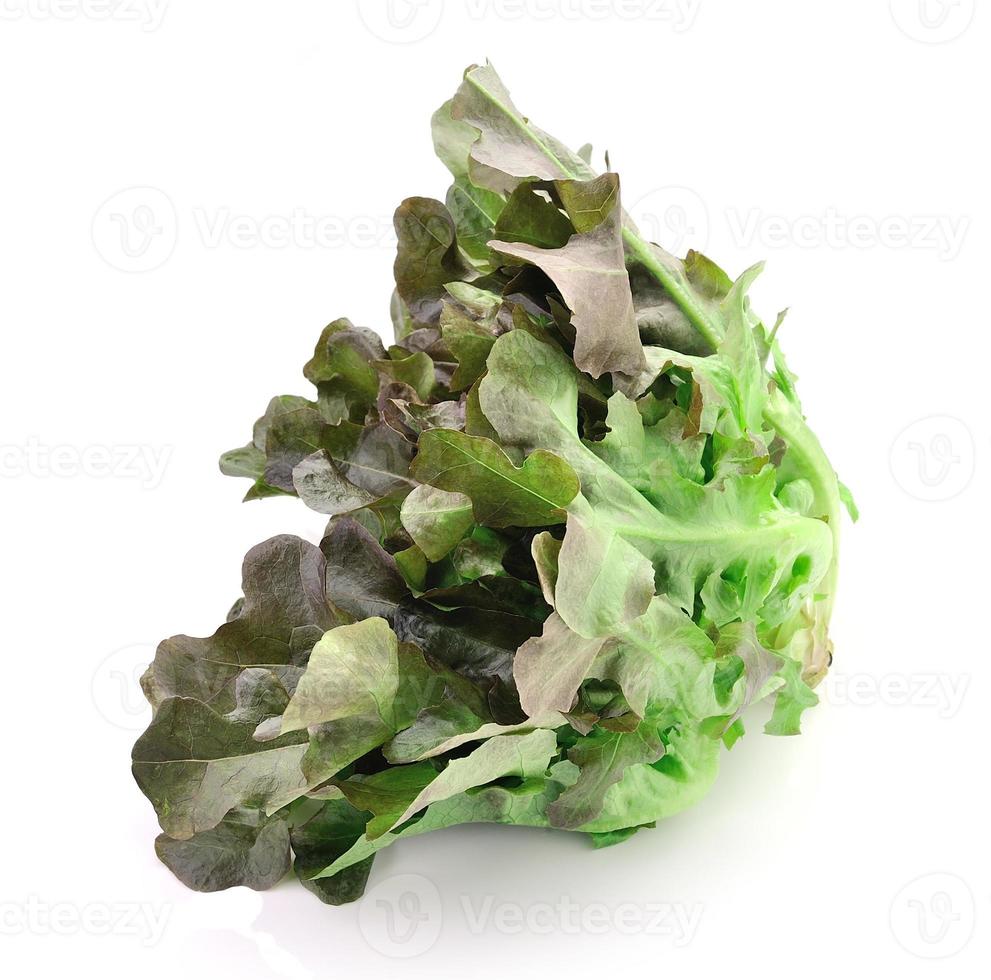 fresh green lettuce leaves isolated on white photo