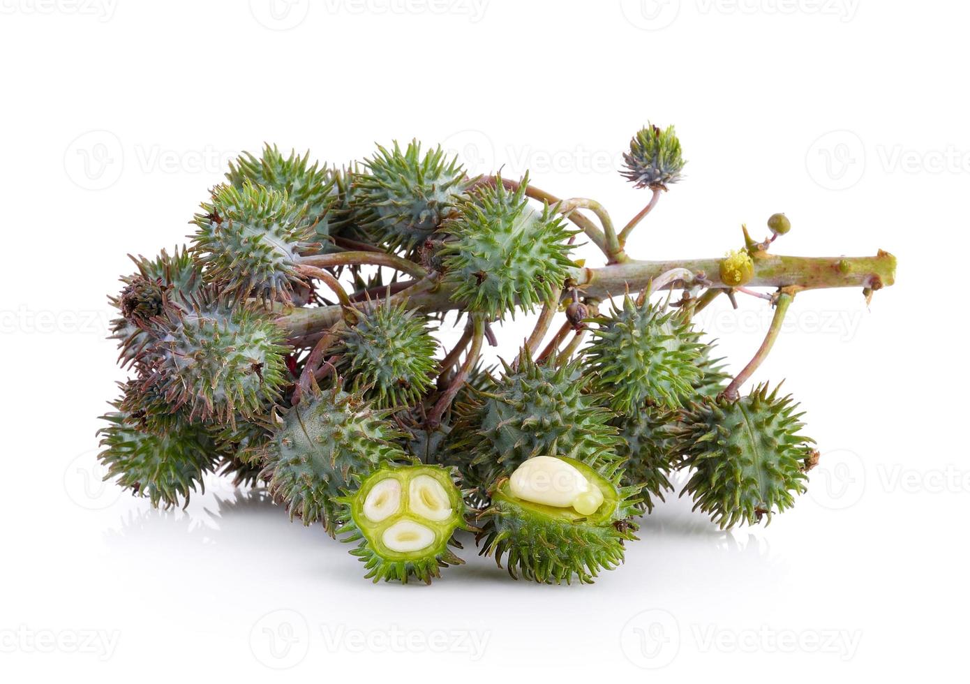 Castor oil plant on white background photo