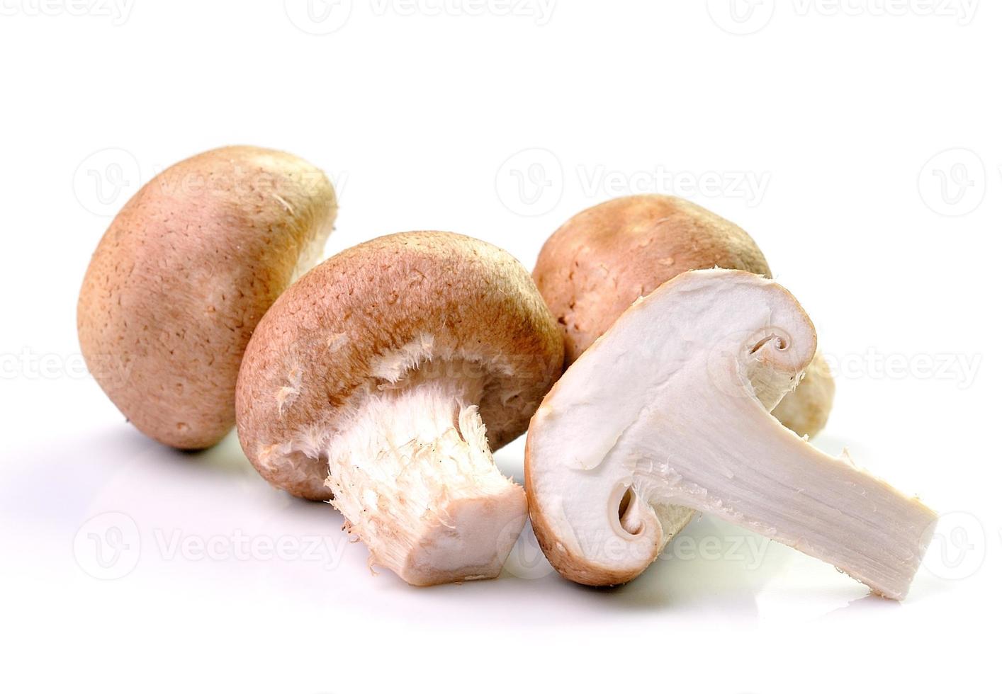 mushroom isolated on white background photo