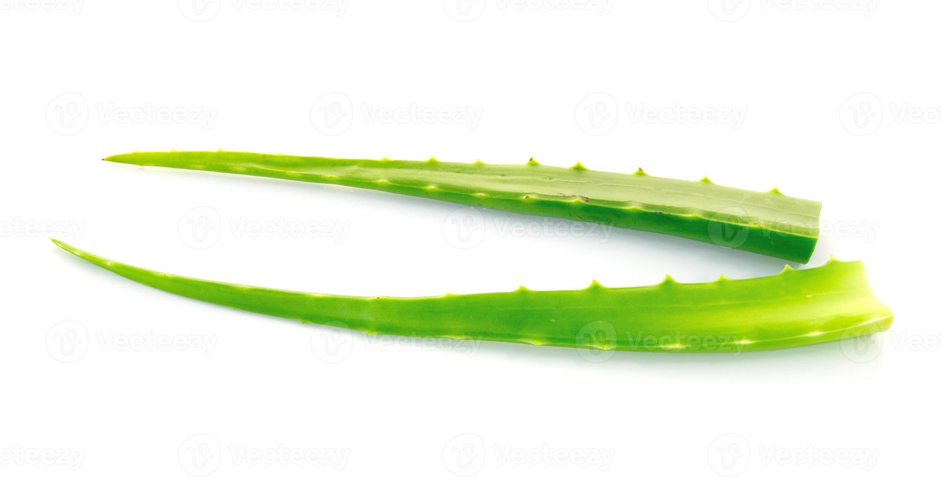 hoja fresca de aloe vera. aislado sobre blanco foto