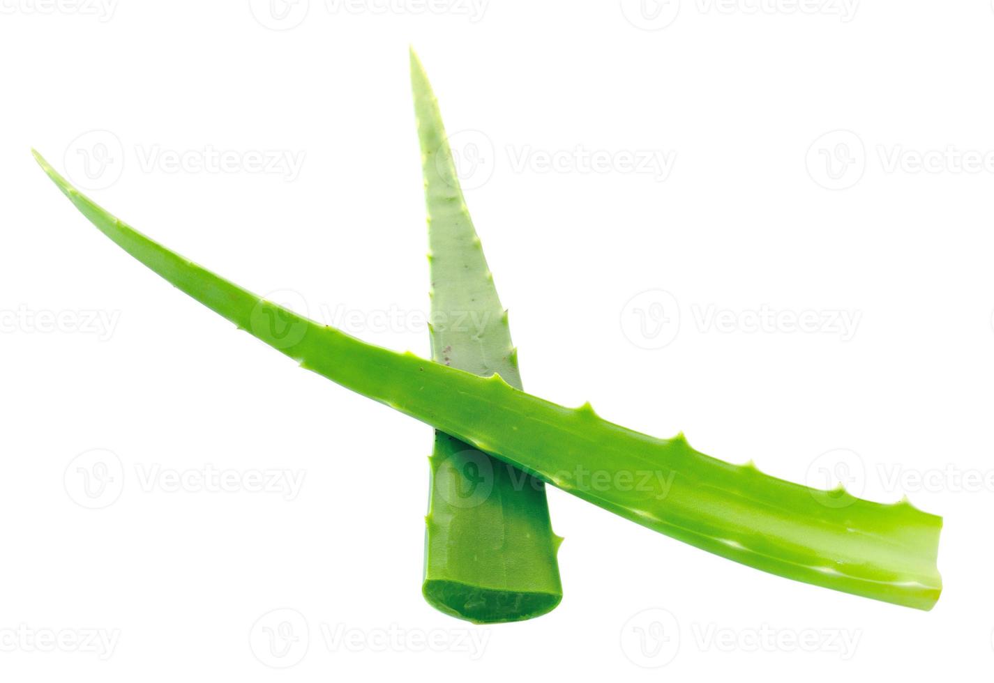 hoja fresca de aloe vera. aislado sobre blanco foto