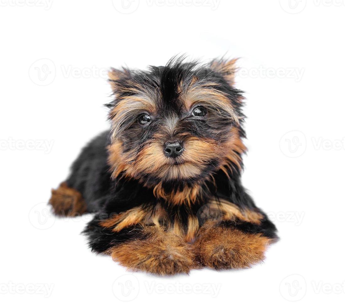 Yorkshire Terrier delante de un fondo blanco. foto