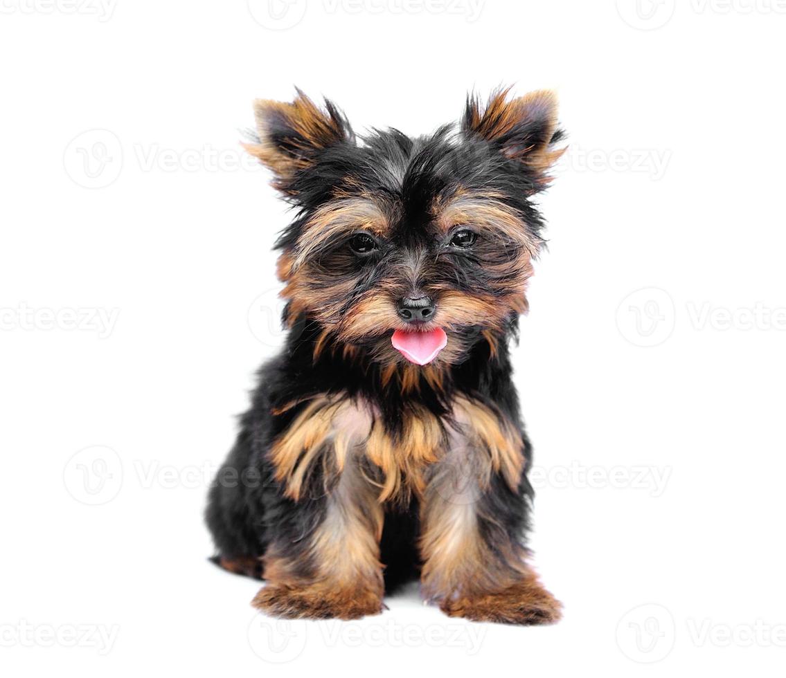 Yorkshire Terrier delante de un fondo blanco. foto