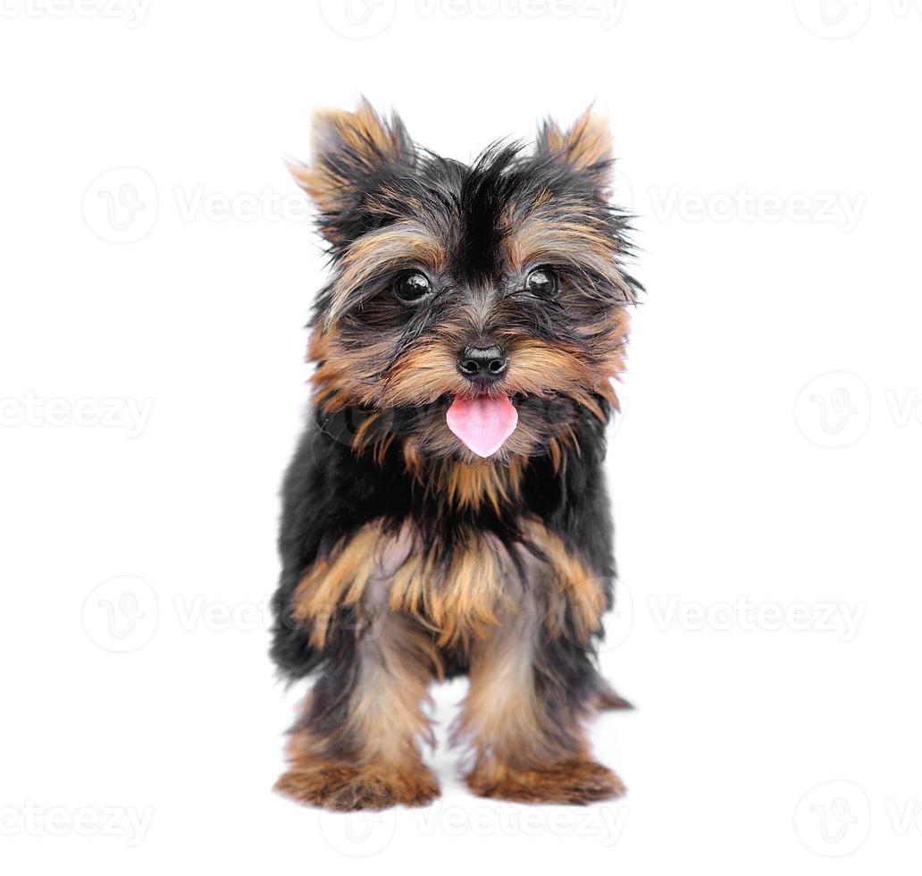 yorkshire terrier delante de un fondo blanco foto