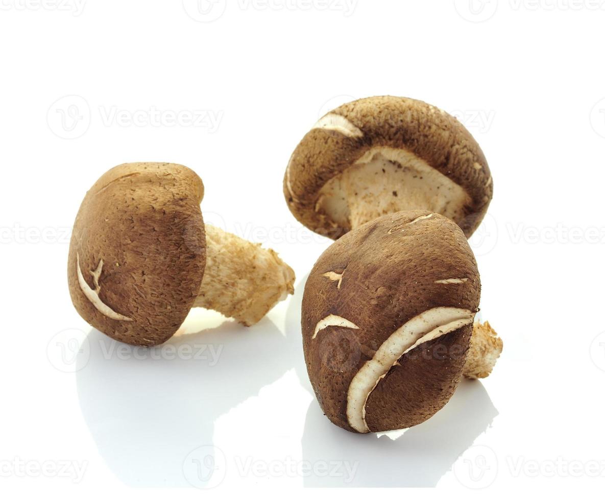 hongos shiitake lentinula edodes foto