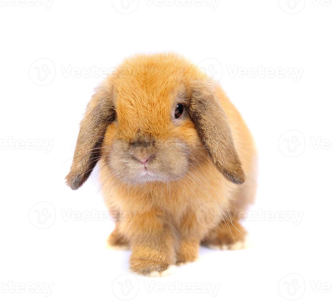 Lop rabbit on white background photo