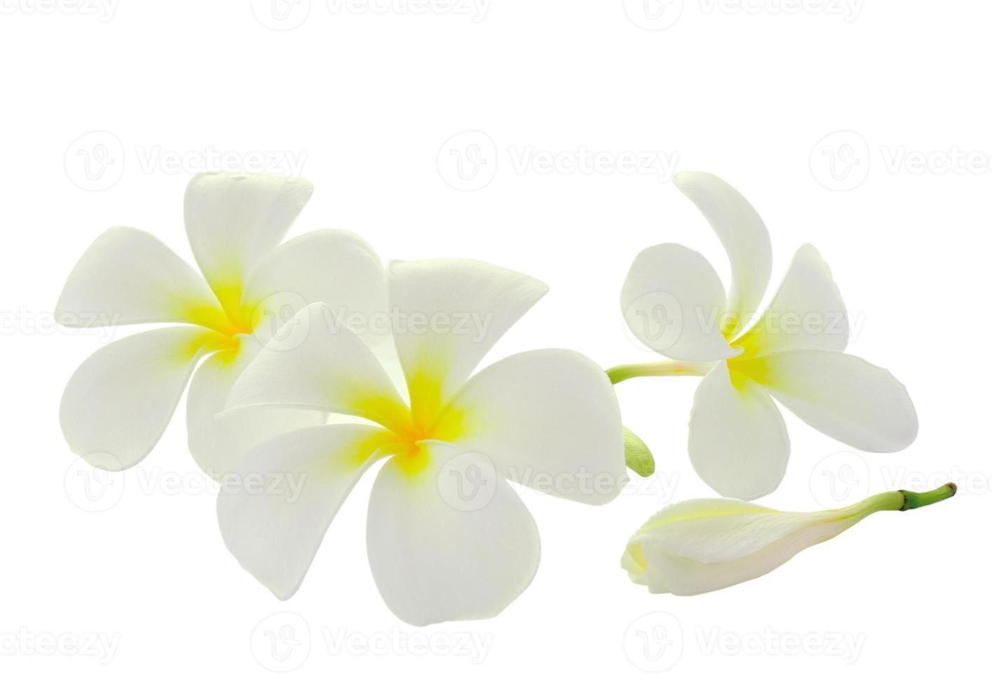 Frangipani flores tropicales aislado sobre fondo blanco. foto