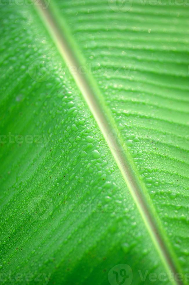 Gota de lluvia sobre fondo de hoja de plátano verde foto