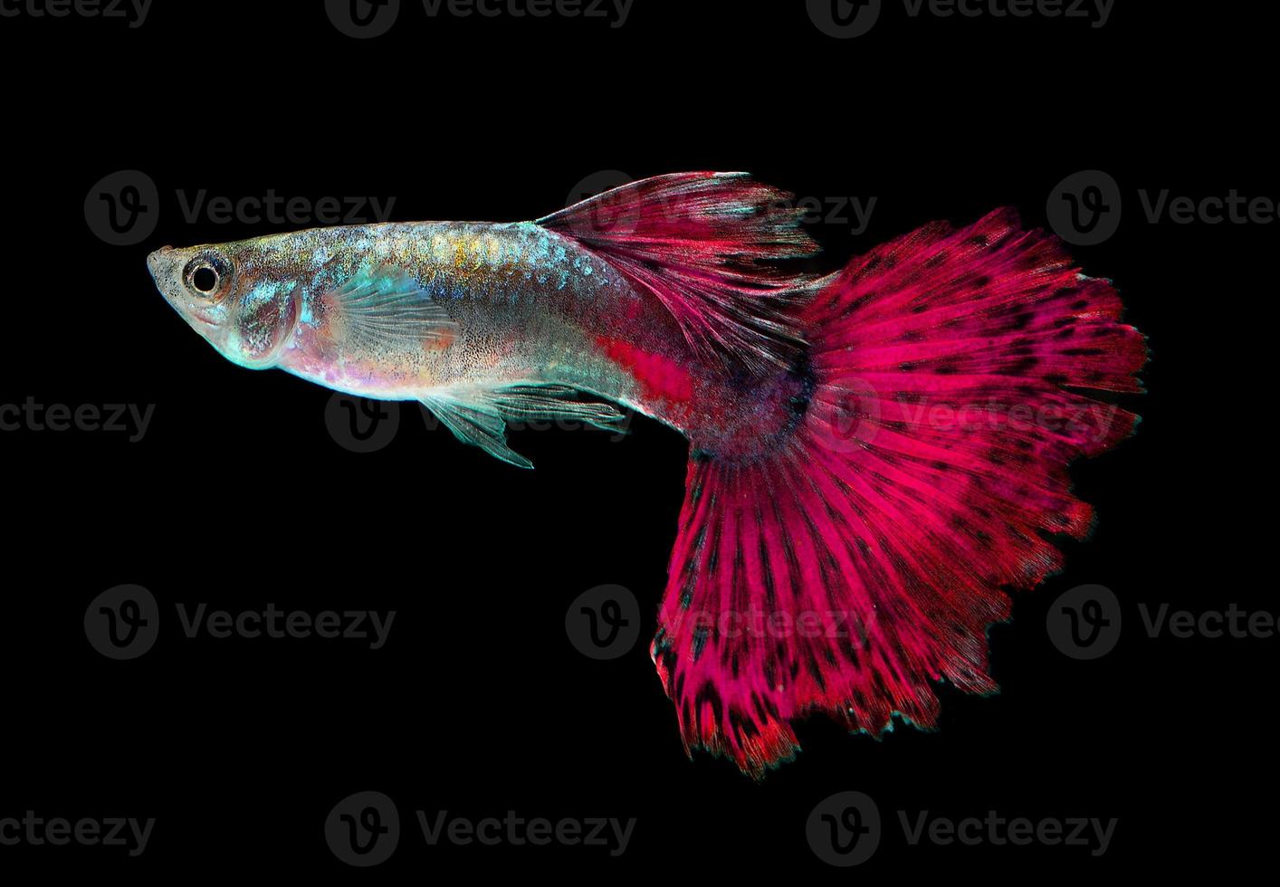 Beautiful Guppy Isolated on Black Background photo