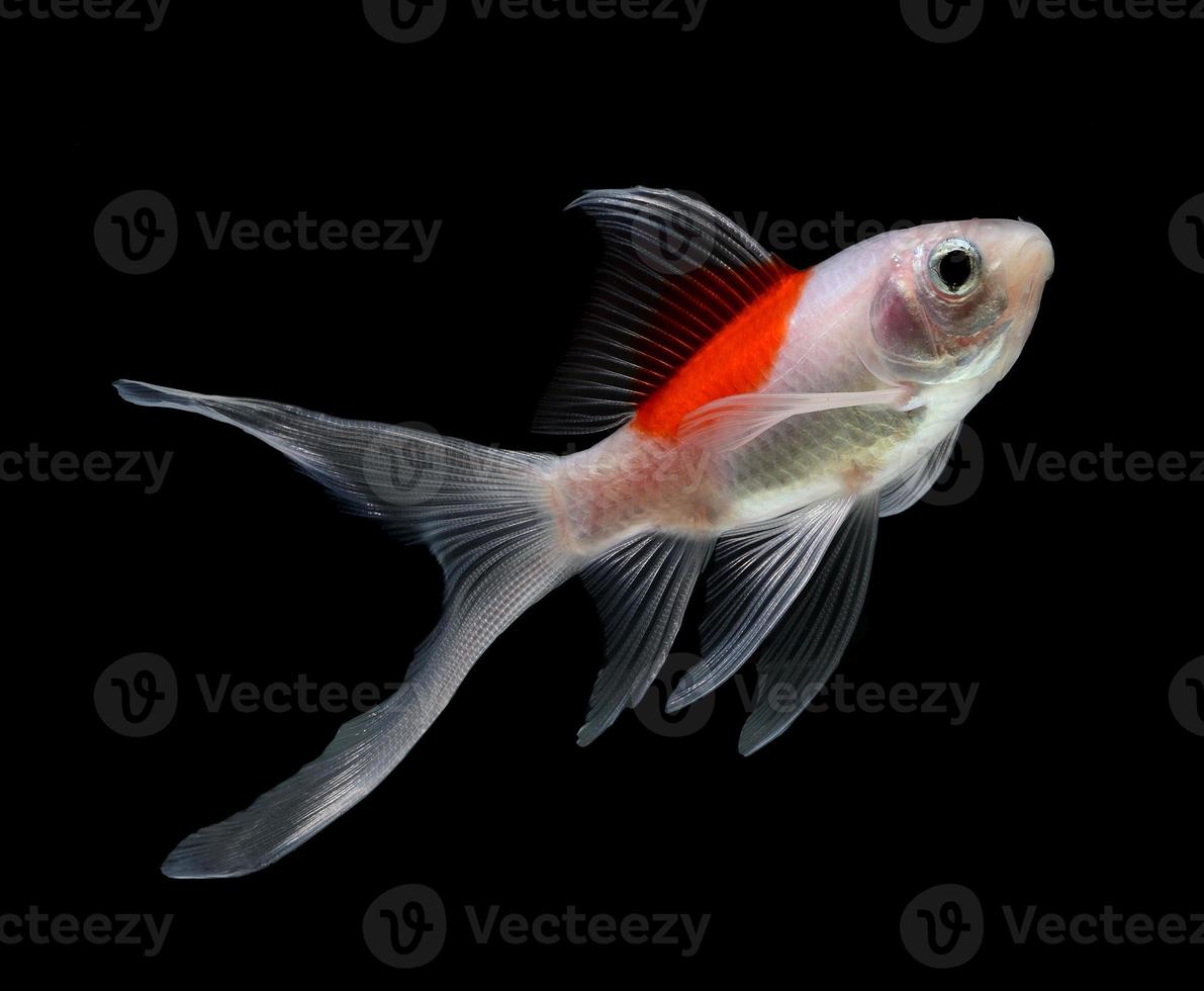 gold fish isolated on black  background photo