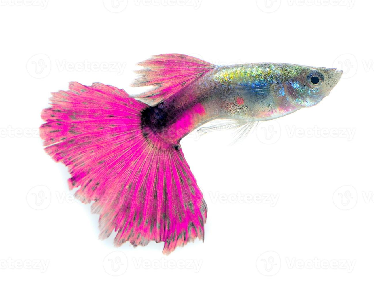 hermoso guppy aislado sobre fondo negro foto