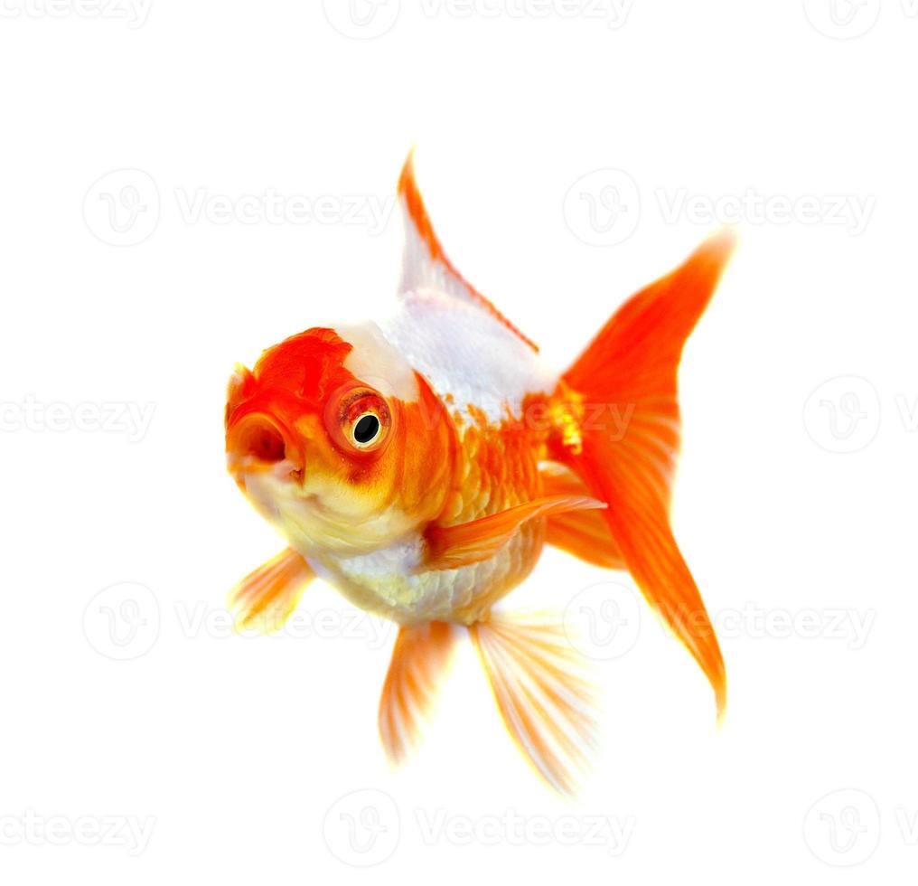 Gold fish Isolation on the white  background photo