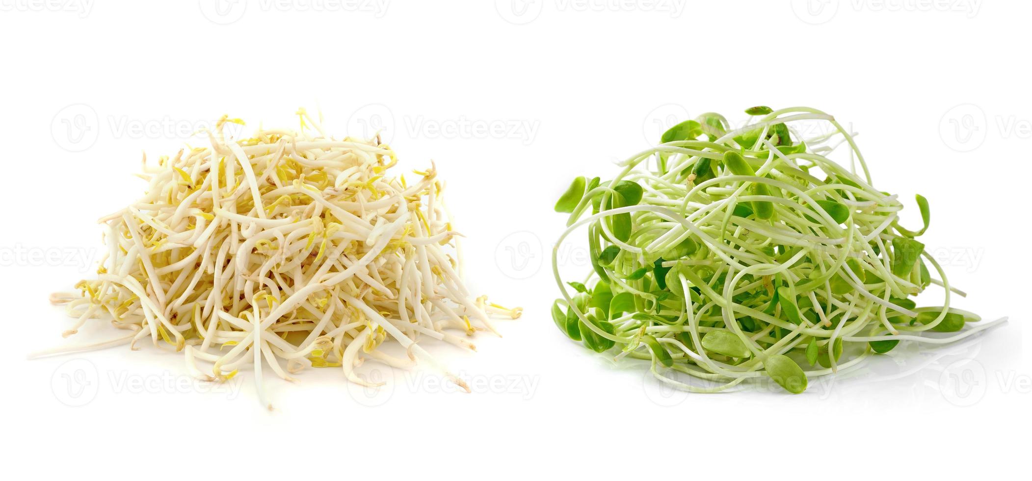 Bean Sprouts on White Background photo