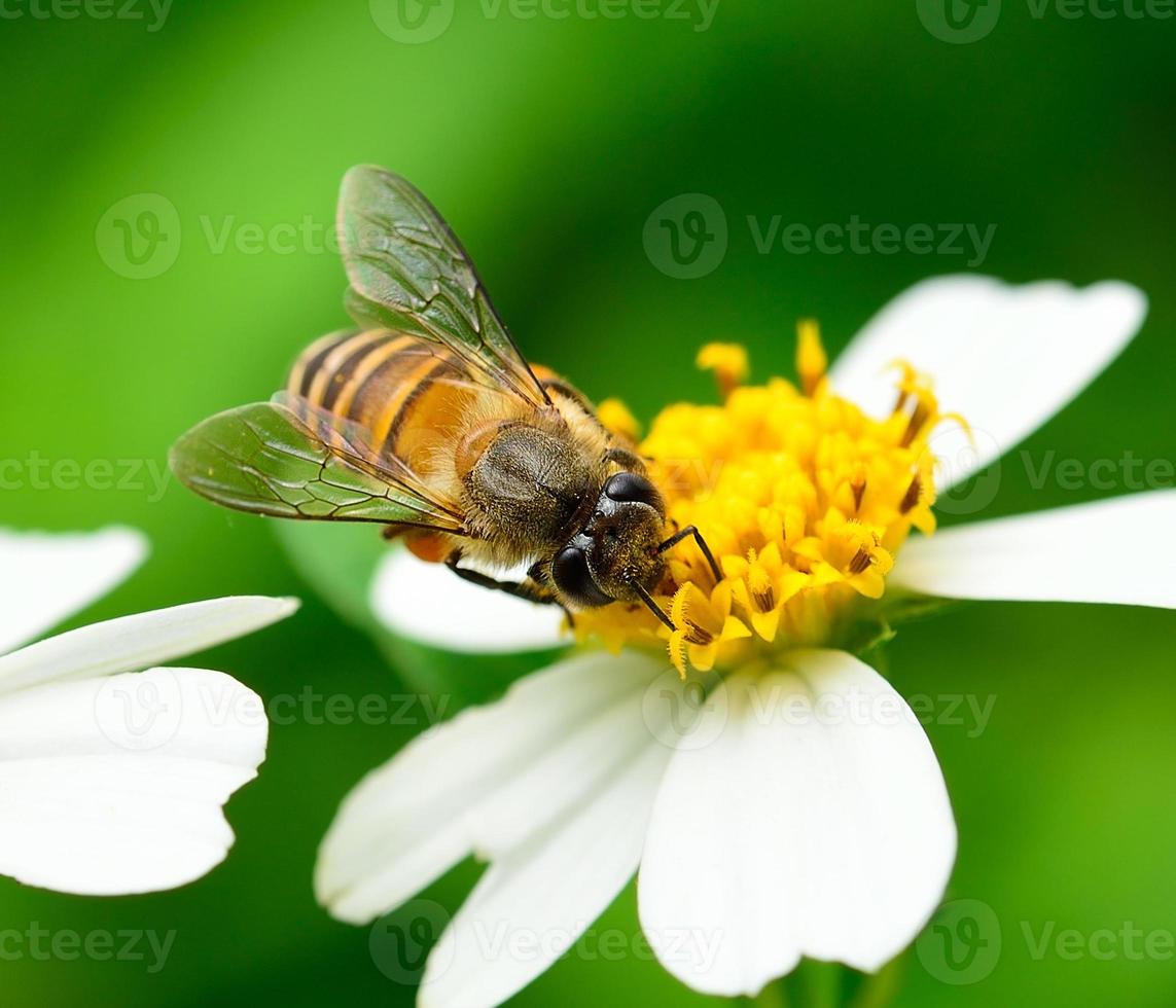 cerrar abejas en flor foto