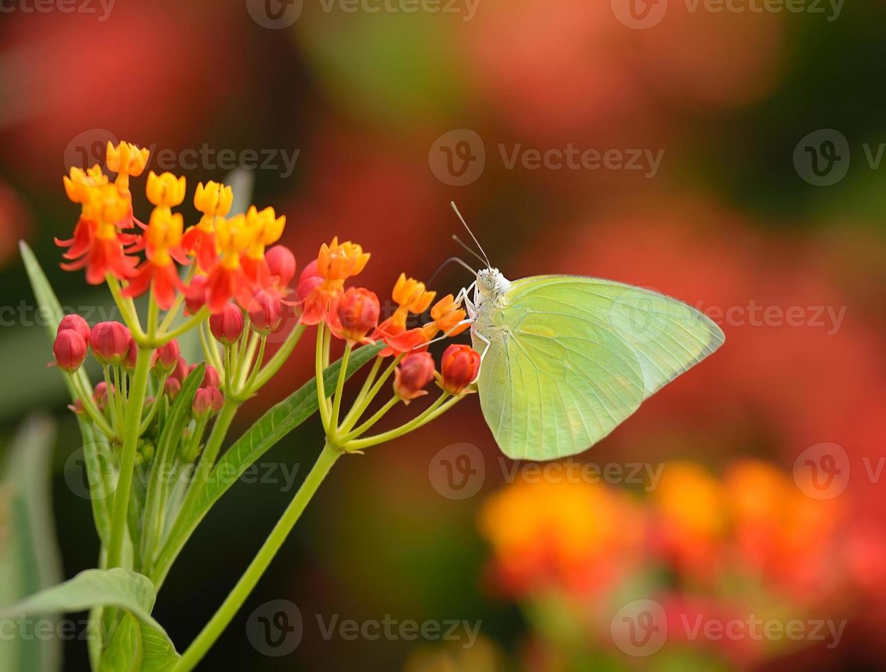 mariposa en flor de naranja foto