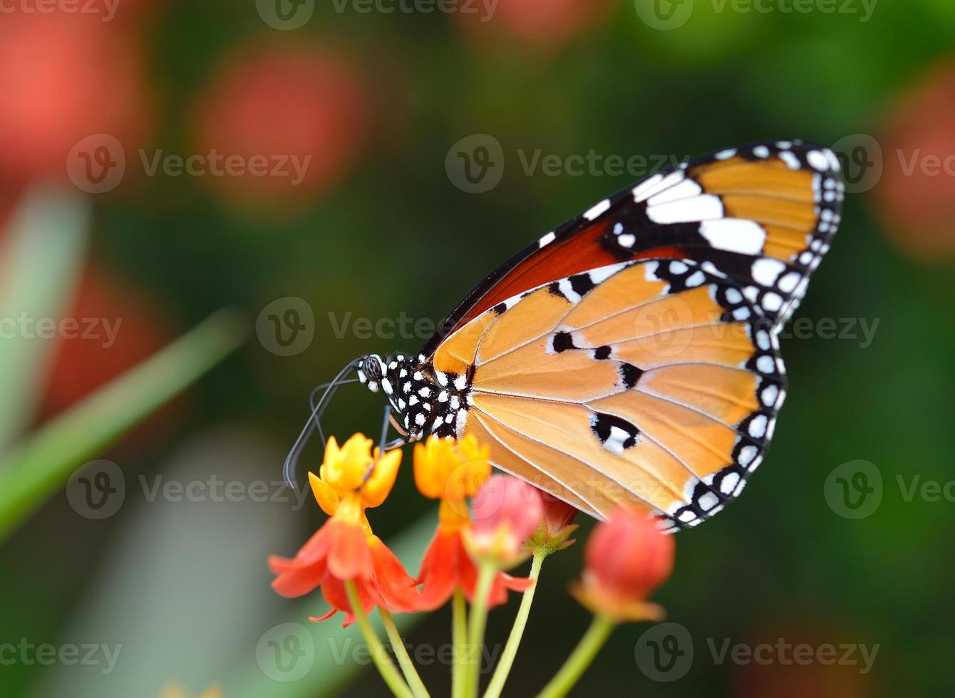 Butterfly on orange flower in the garden photo