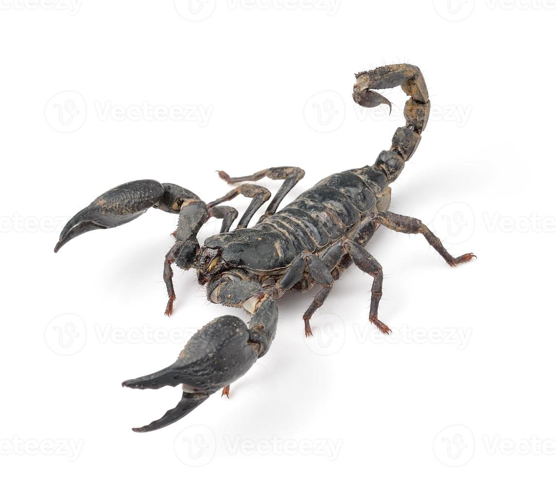 Scorpion isolated on white background photo