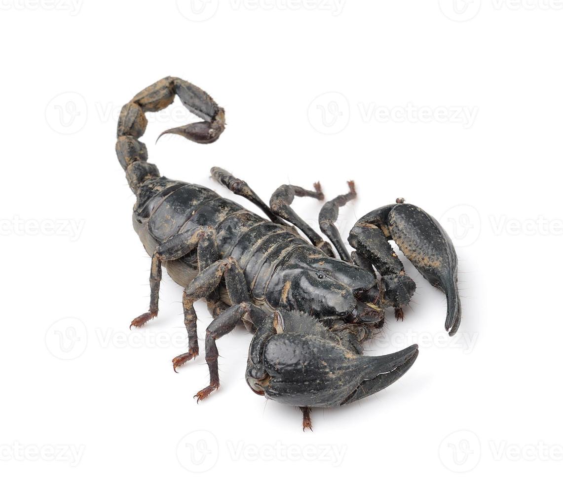 escorpión aislado sobre fondo blanco foto