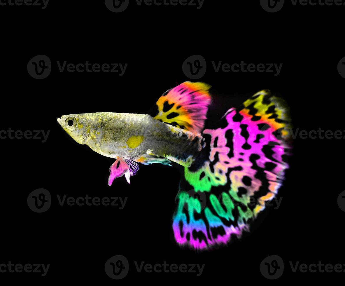 beautiful  guppy  fish swimming isolated on black photo