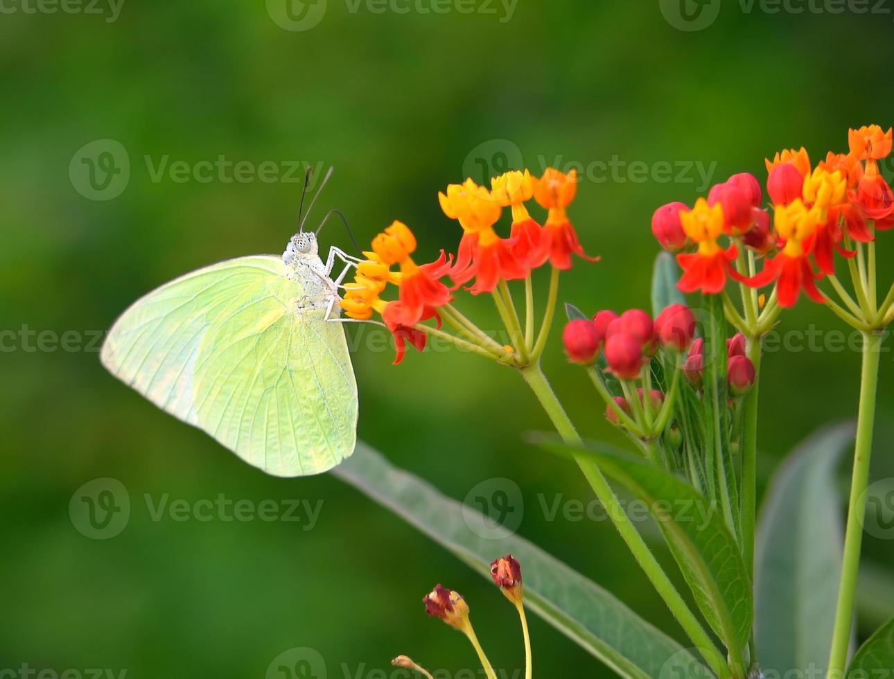 mariposa en flor de naranja foto