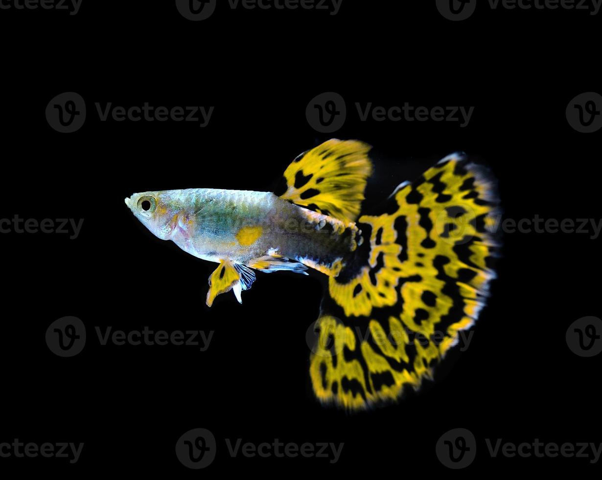 Pez guppy amarillo nadando aislado en negro foto
