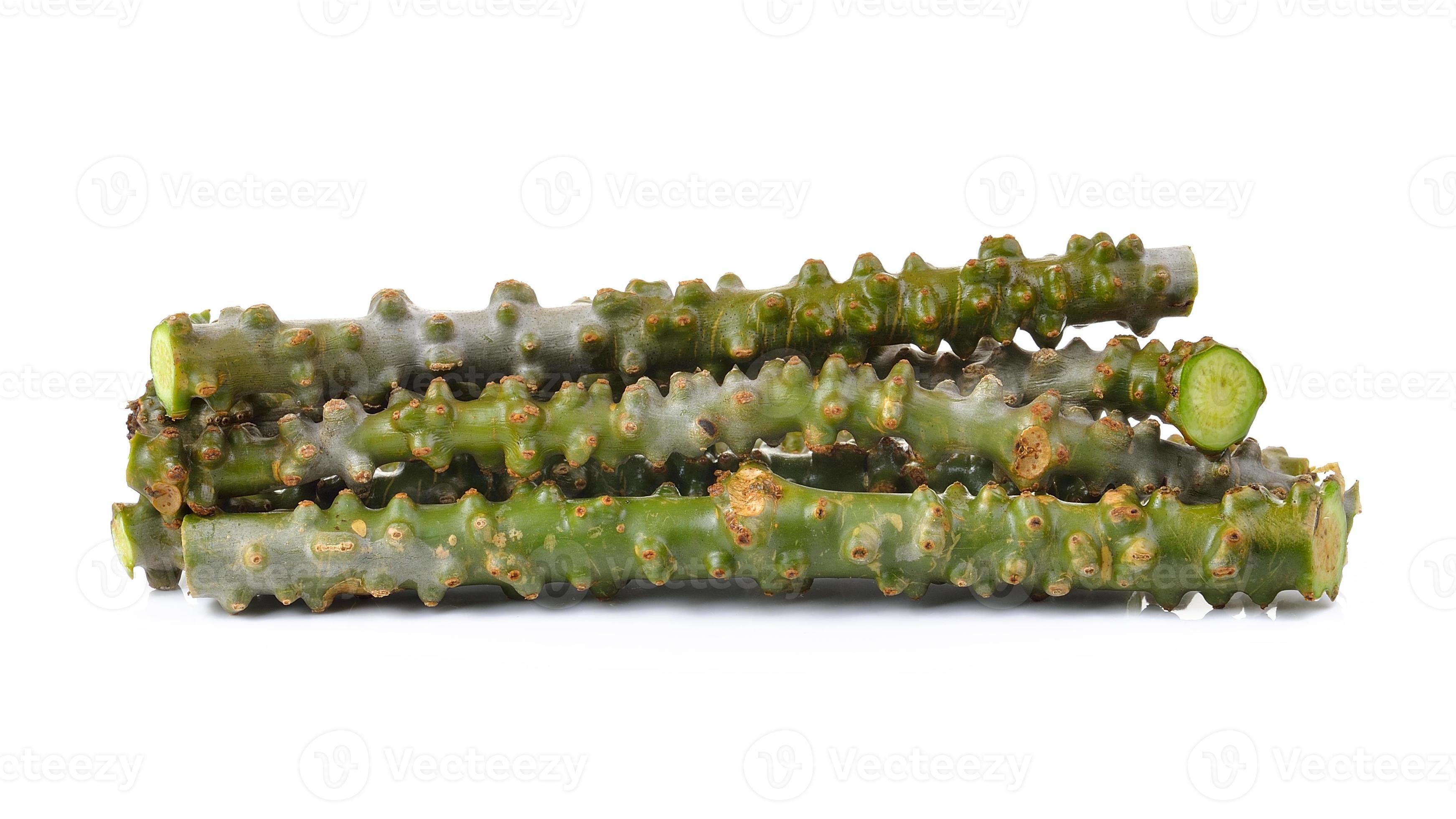 Tinospora cordifolia herb on white background 4179014 Stock Photo at ...