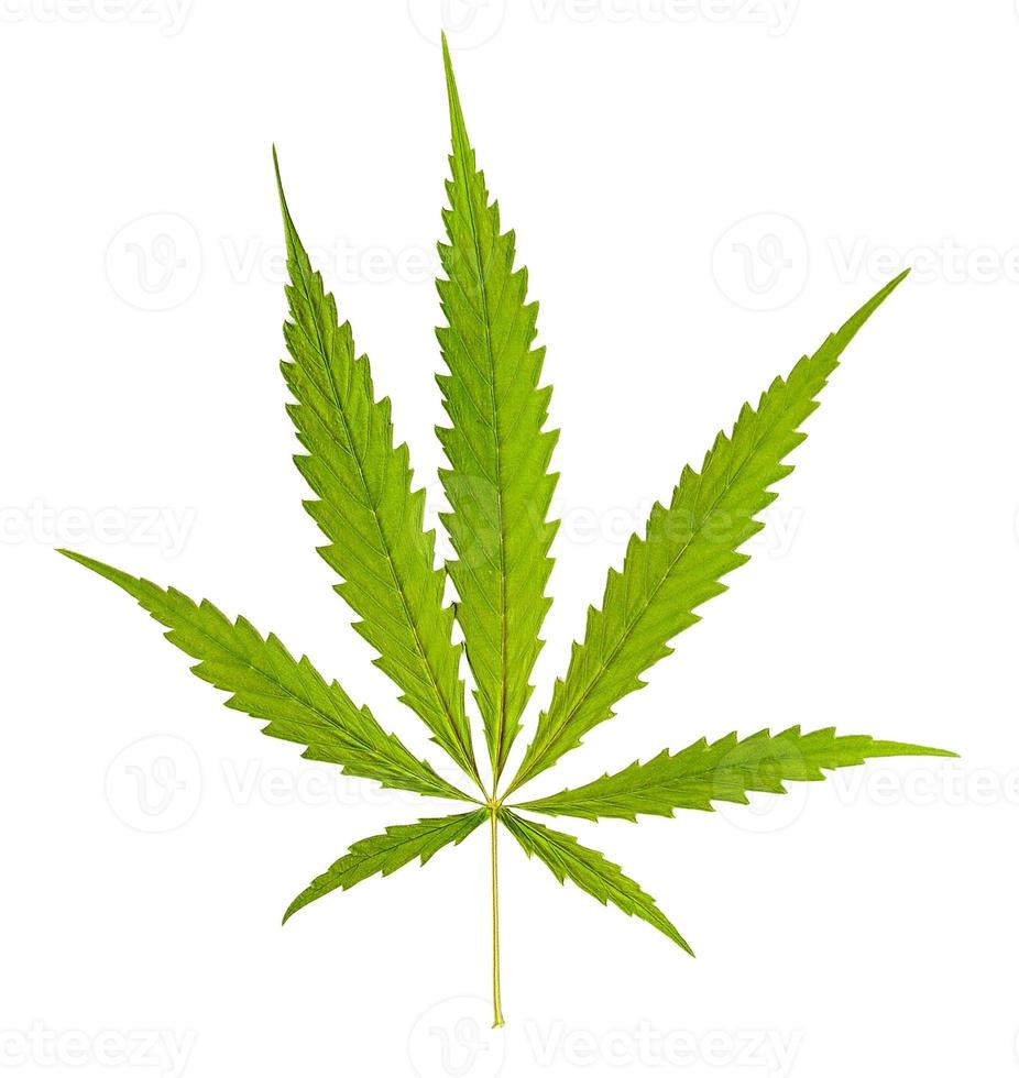 marijuana isolated on white background photo