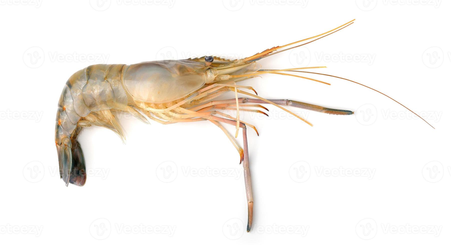 raw shrimps isolated on white background photo