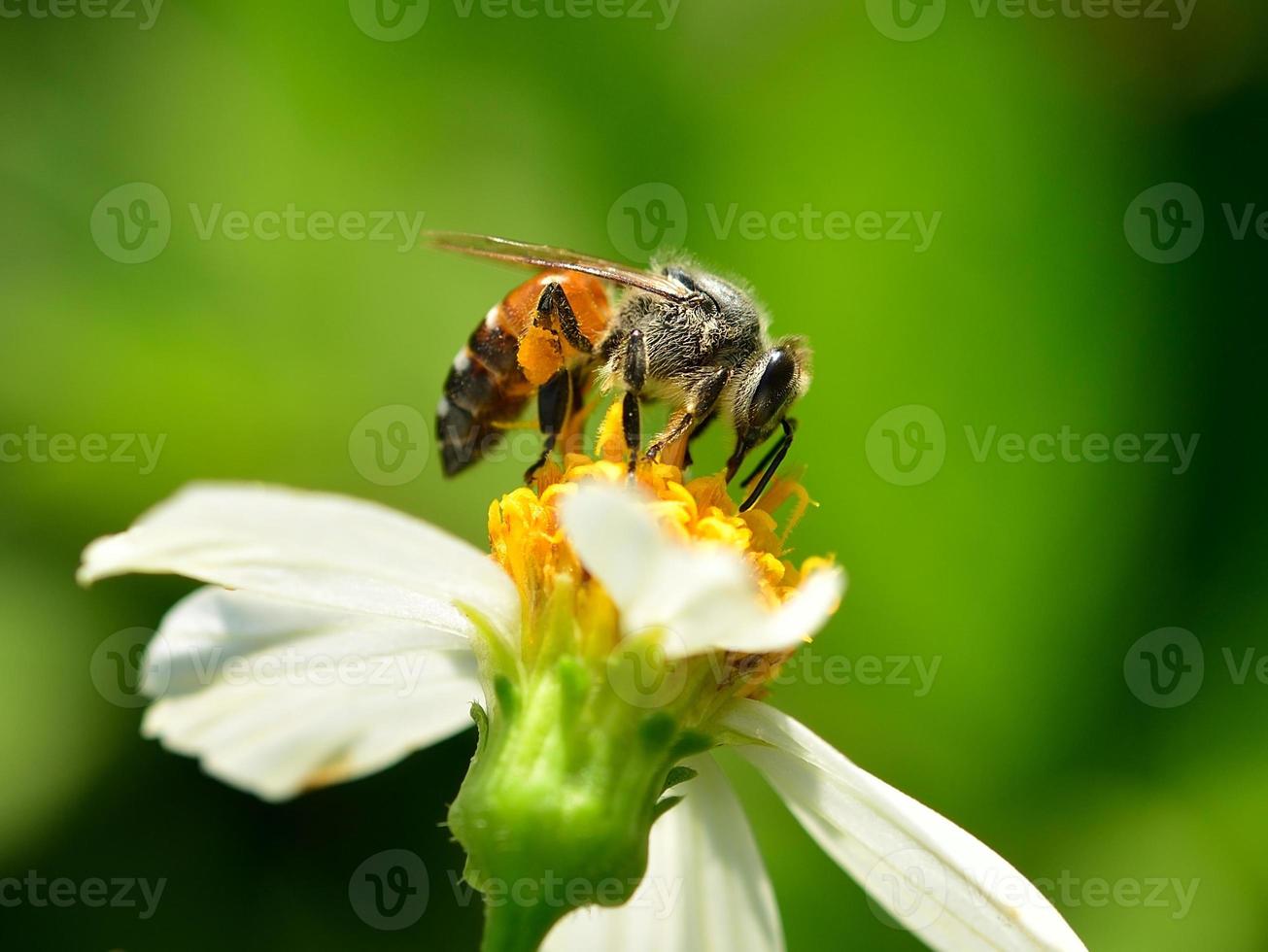 Close up  bees on  flower photo